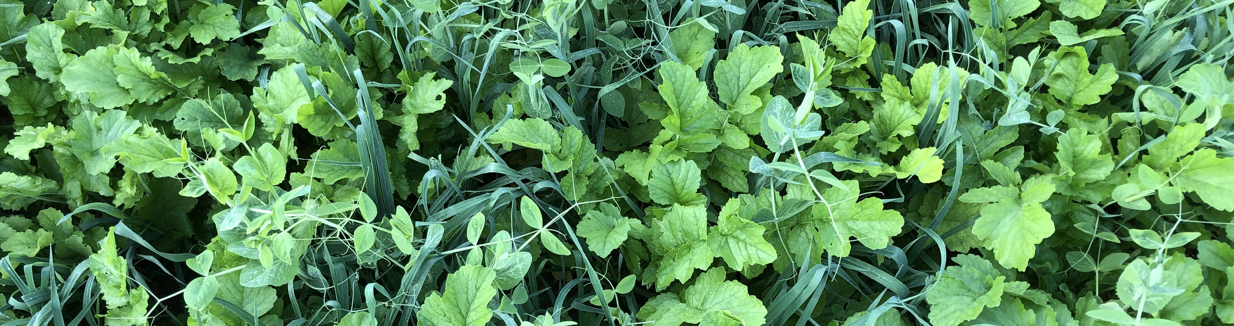 Cover Crops