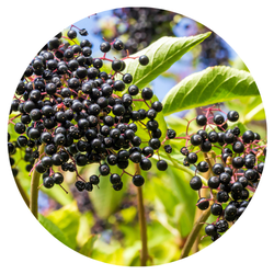 Elderberries representing small fruits