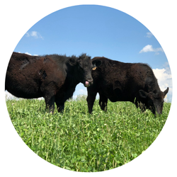 Two angus cattle grazing in forage