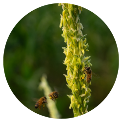 Corn flower with pollinators