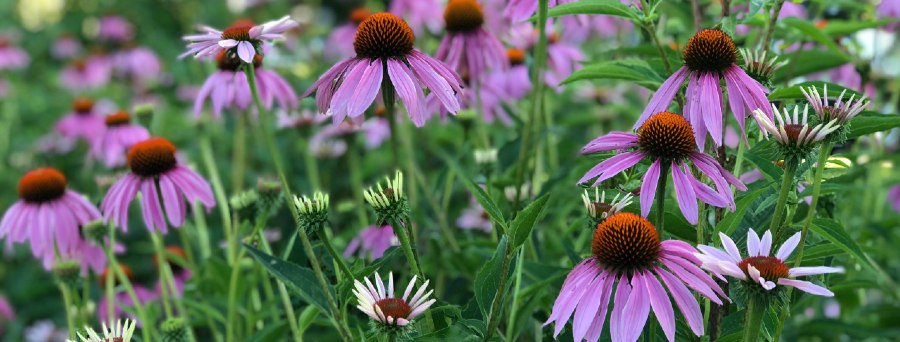 Coneflowers